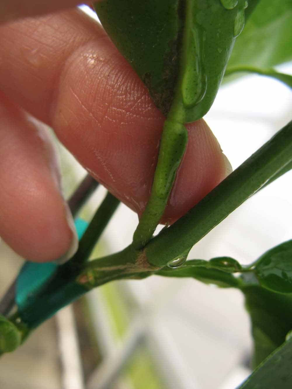              Petiole (Phillip Rucks Citrus Nursery, Frostproof, FL)       